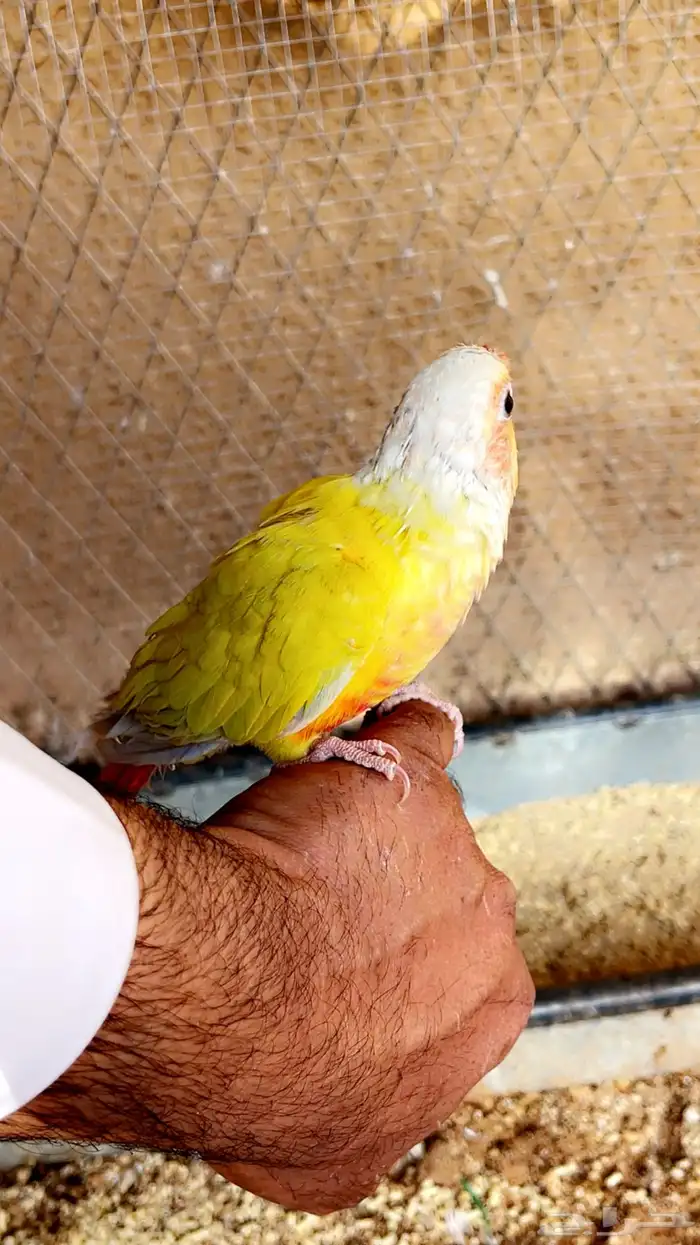 كنيور اليف 3