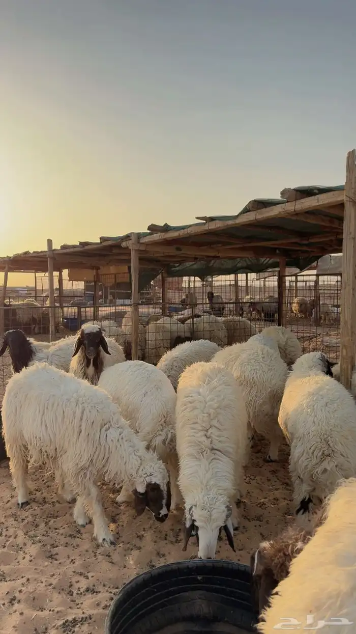 ذبائح للبيع يوجد تمارا وتابي ( بريدة) 2