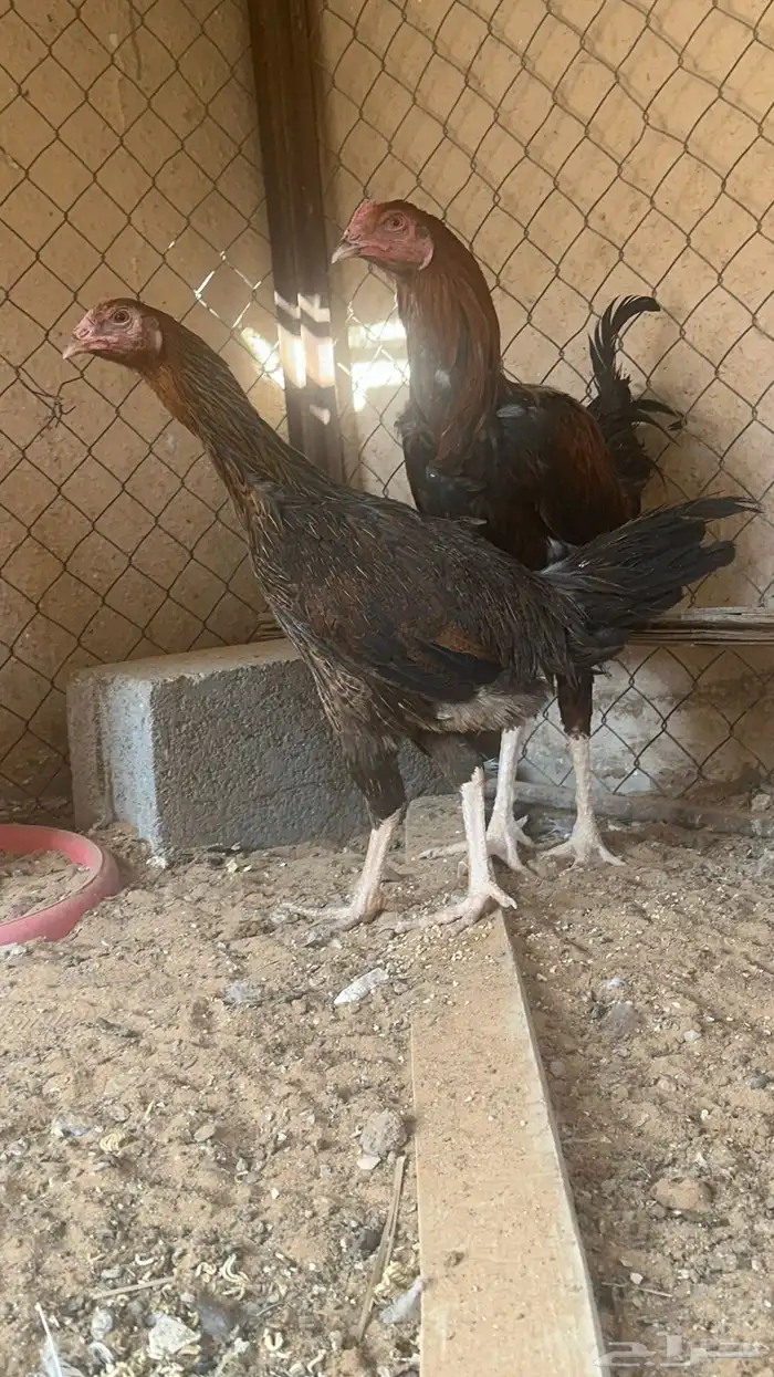 طقم دجاج فارسي 1