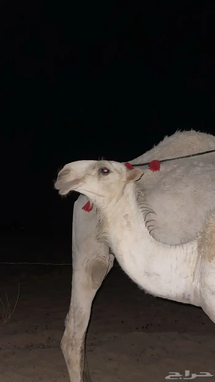 قعود باتلي على بعارين عبدلله بن دلمخ السبيعي مفرود 2