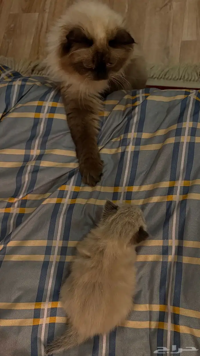 هجين سكوتش وهملايا 9