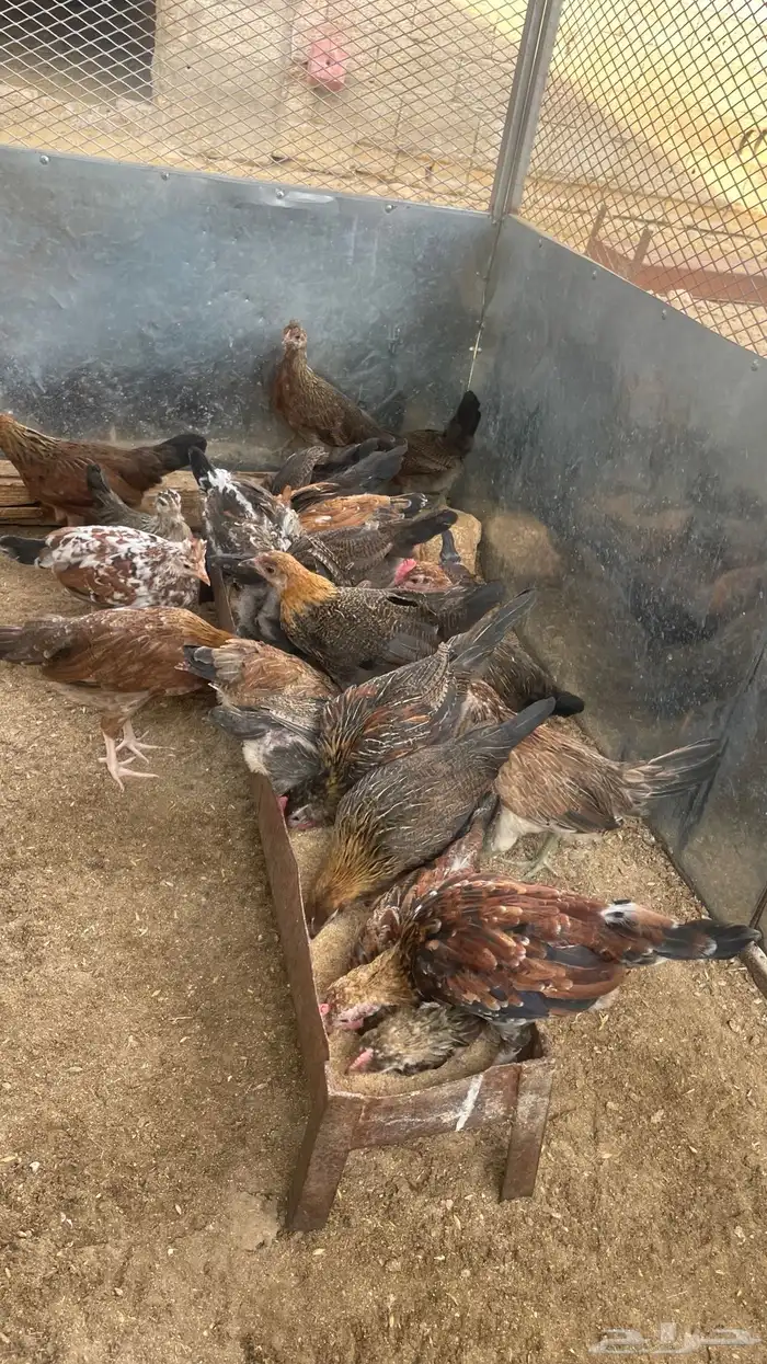 فروخ دجاج عربي فري 1