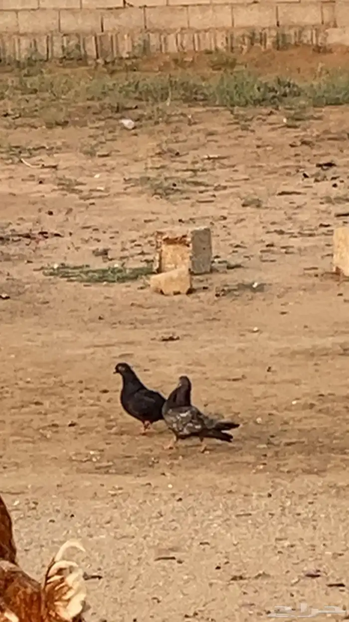 زوج حمام قلاب 4