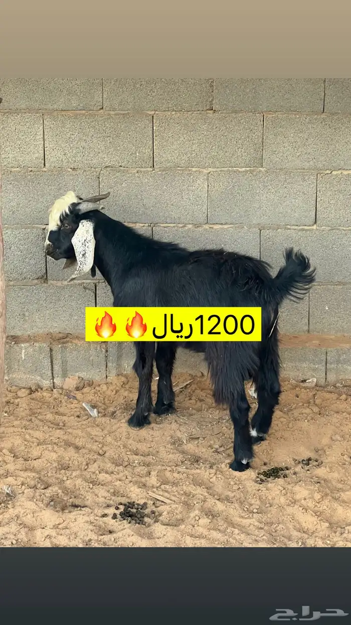 للبيع -الغنم 3