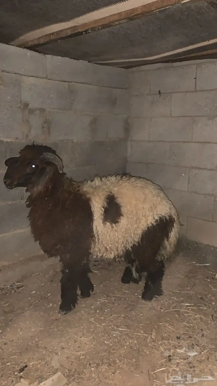 البيع خروف 2