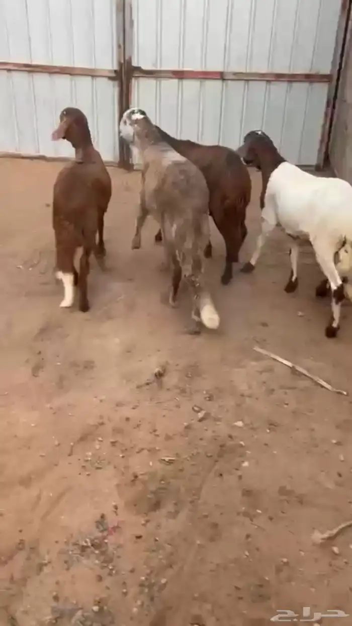 للبيع طليان سواكل 0