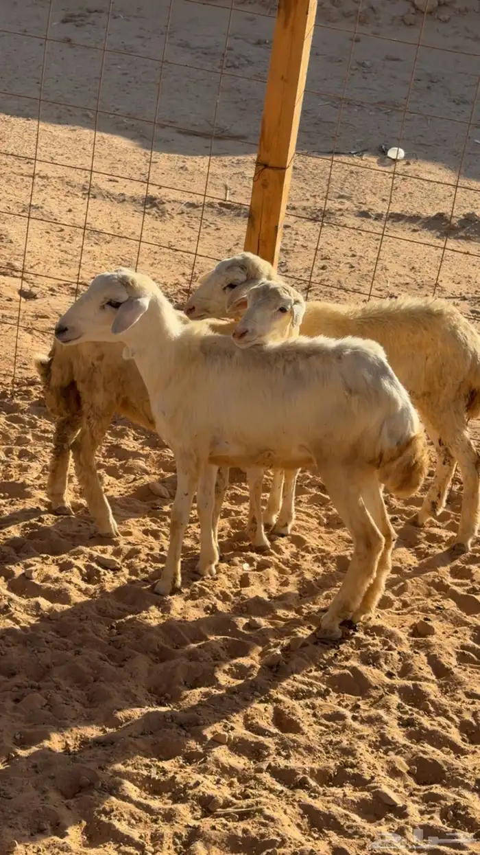 للبيع ثلاث رخال العمر من 4 الى 5 شهور تم البيع 1