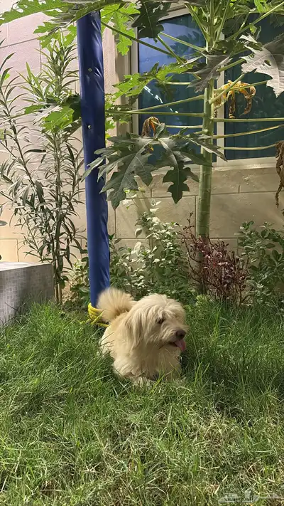 للبيع كلب مالتيز عمره سنه index