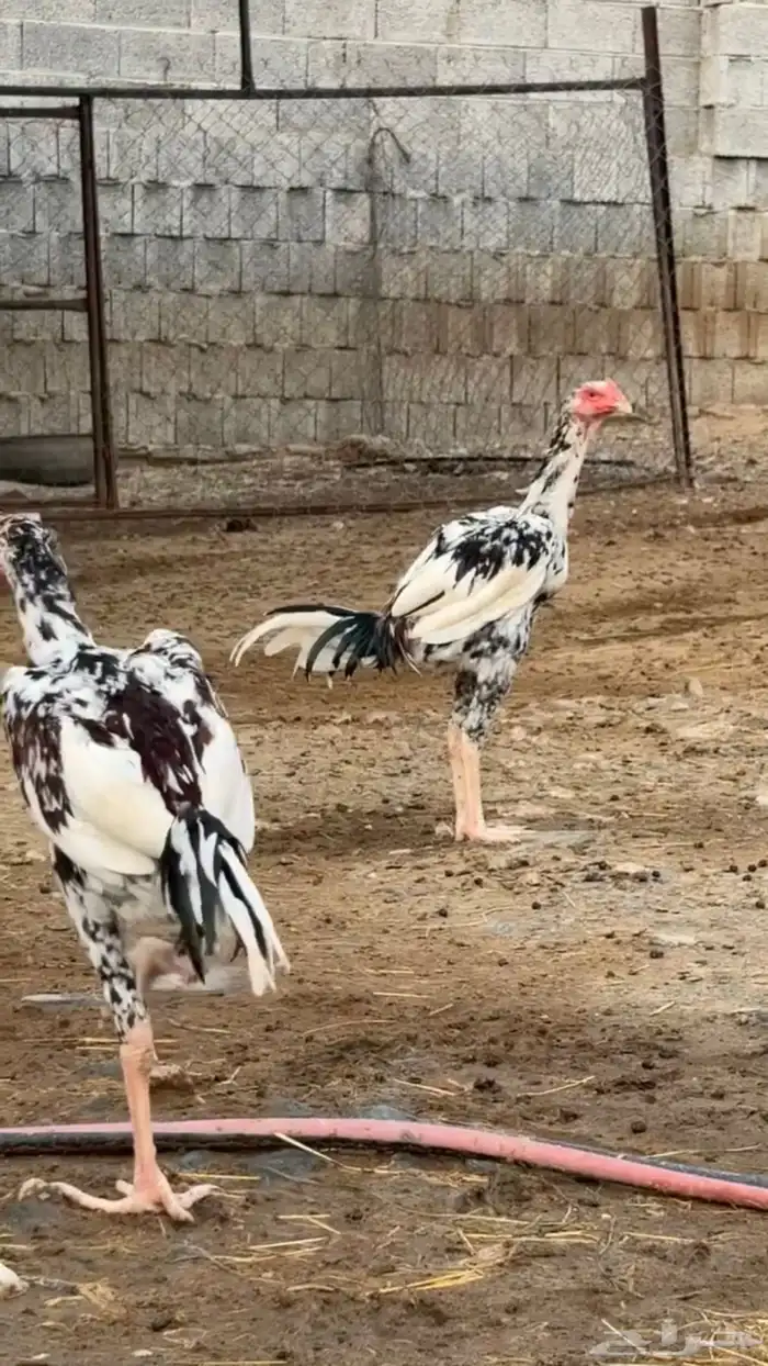 ديكين بكستاني اصيل 1
