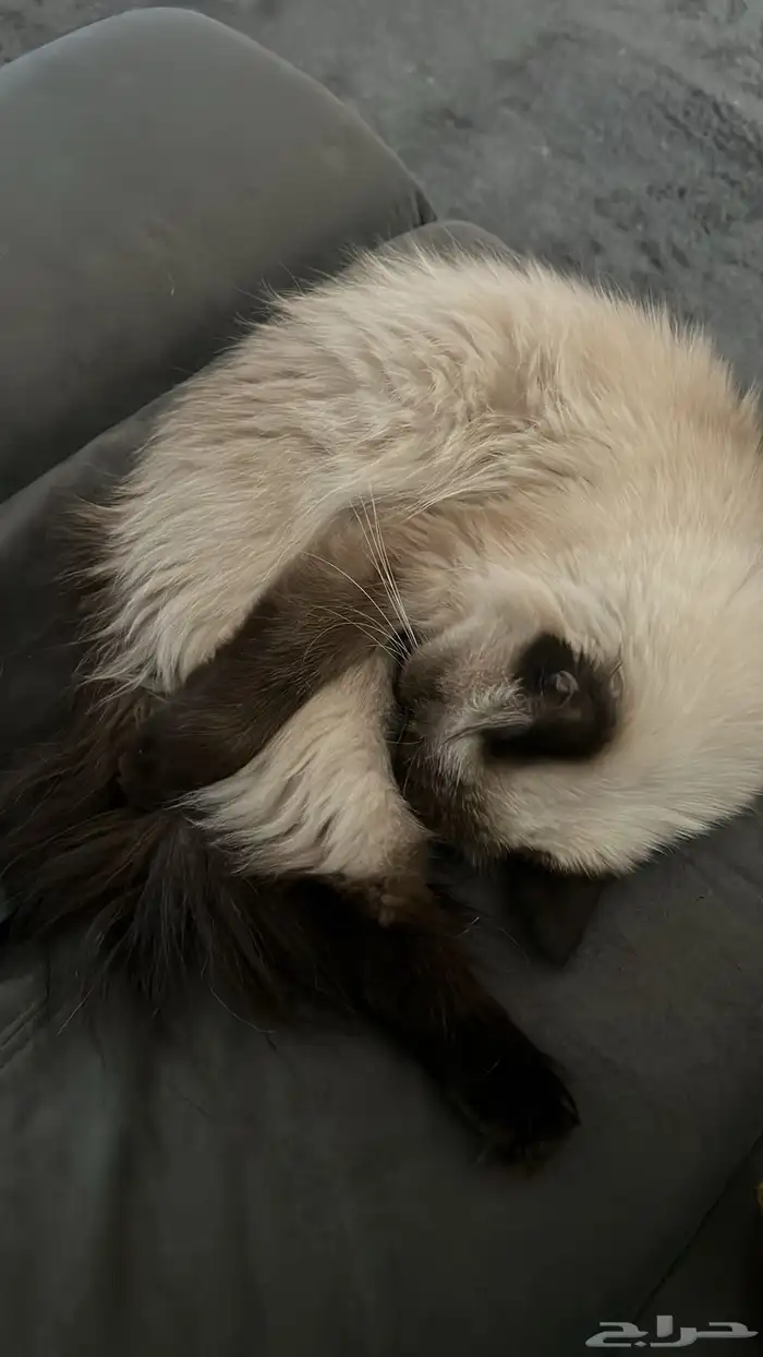 قطه هملايا 3