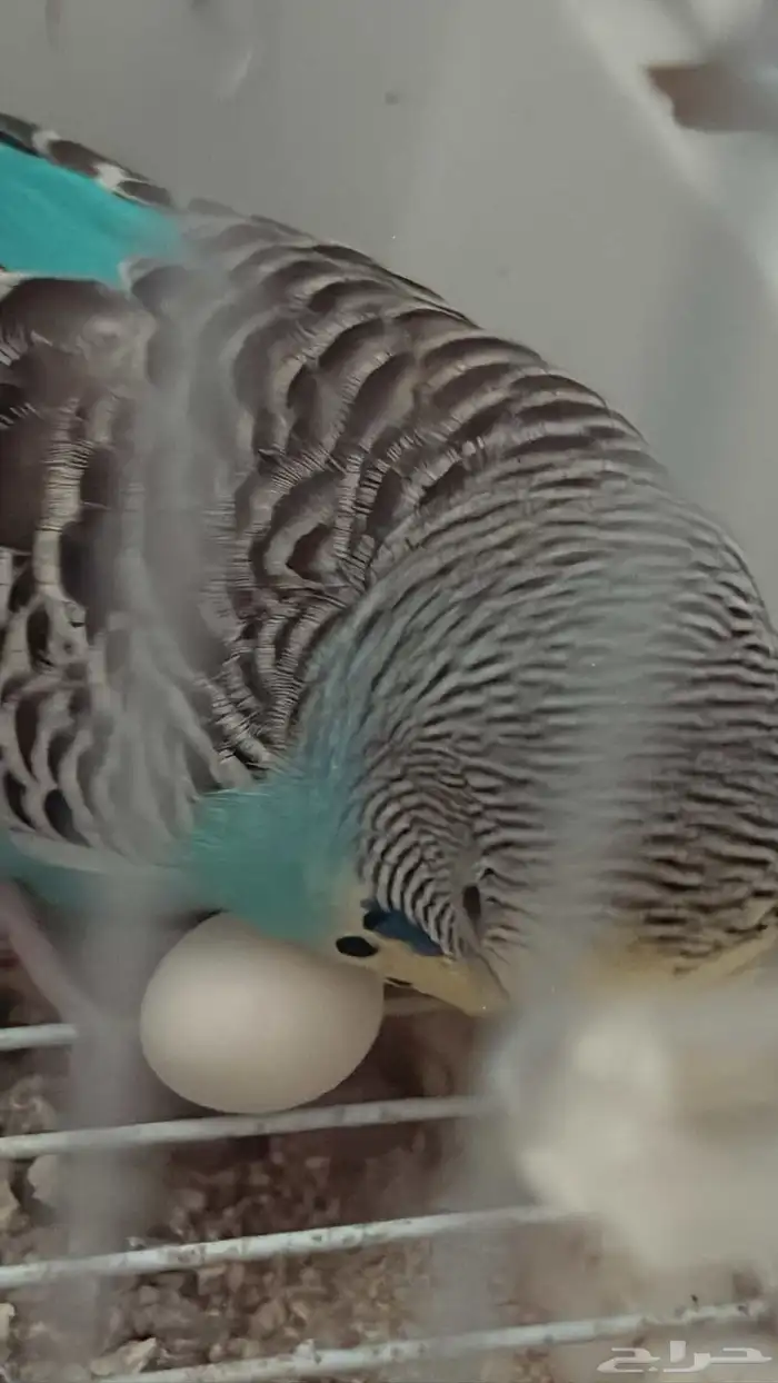 إناث بادجي منتجه 1