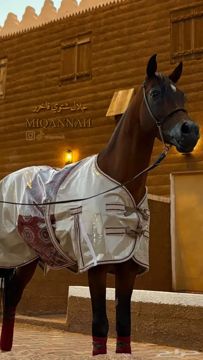 جلال شتوي فاخر للخيل 0