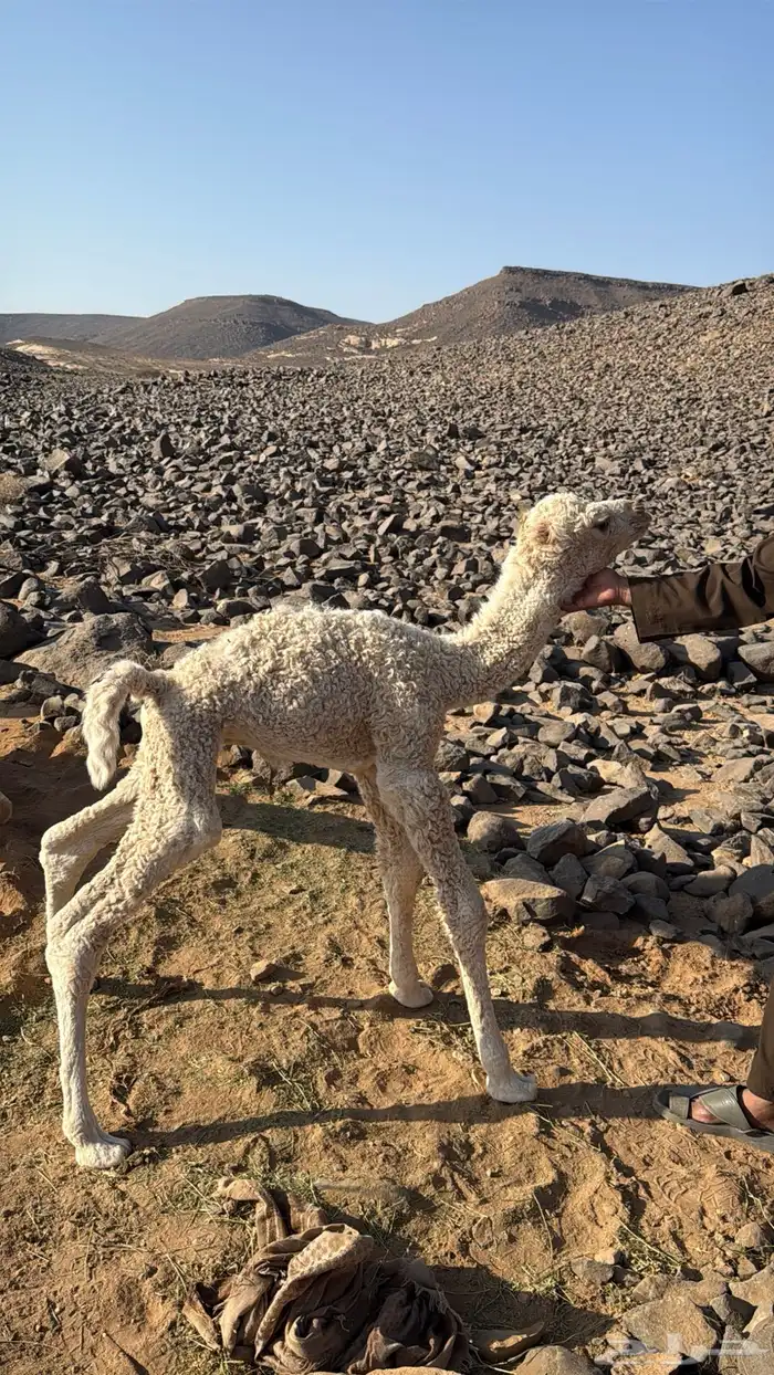 حوار للبيع 1
