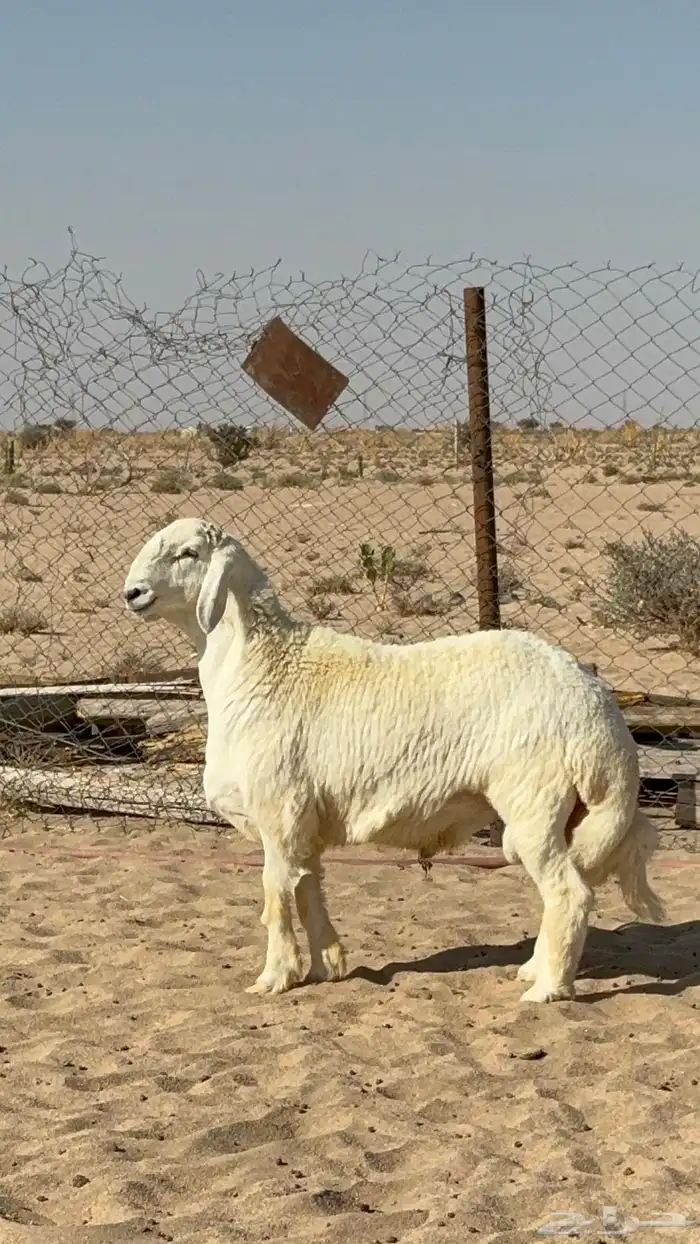 مشروع فحل صنف 0