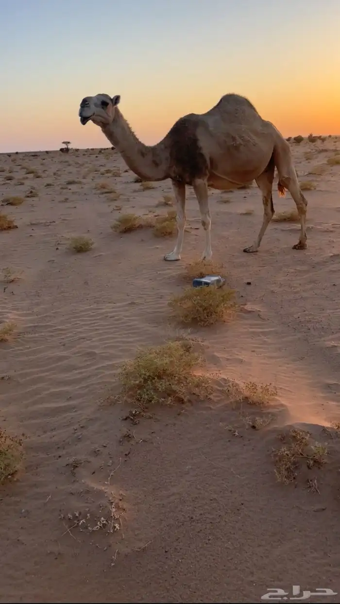 لقحه حمراء منيح كفو 0