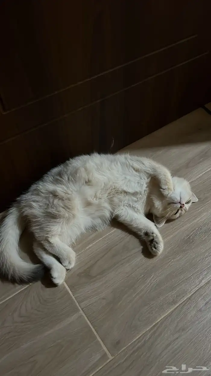 ذكر سكوتش ستريت بيور عمره 8 شهور تزاوج 1