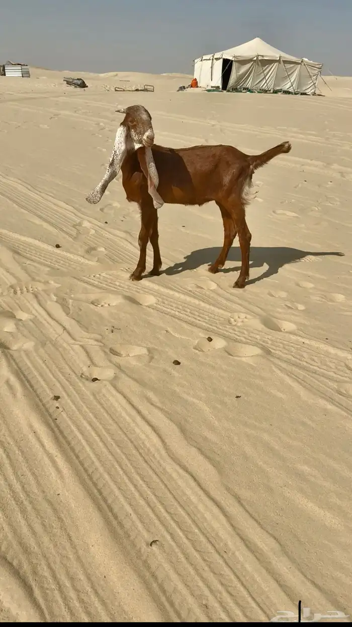 جفره خصمم 0