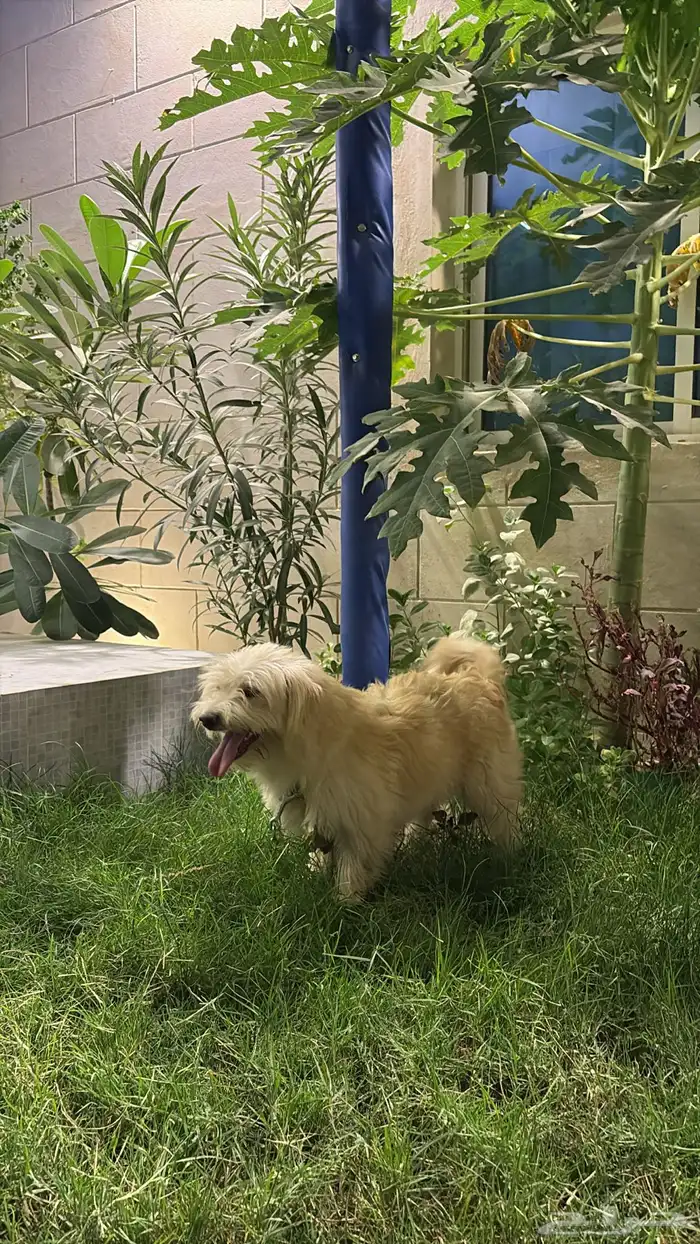 للبيع كلب مالتيز عمره سنه 3