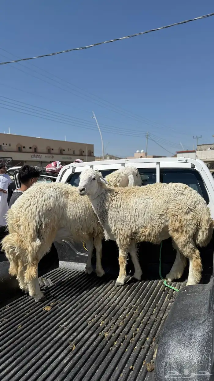 طليان للبيع جذعان 0