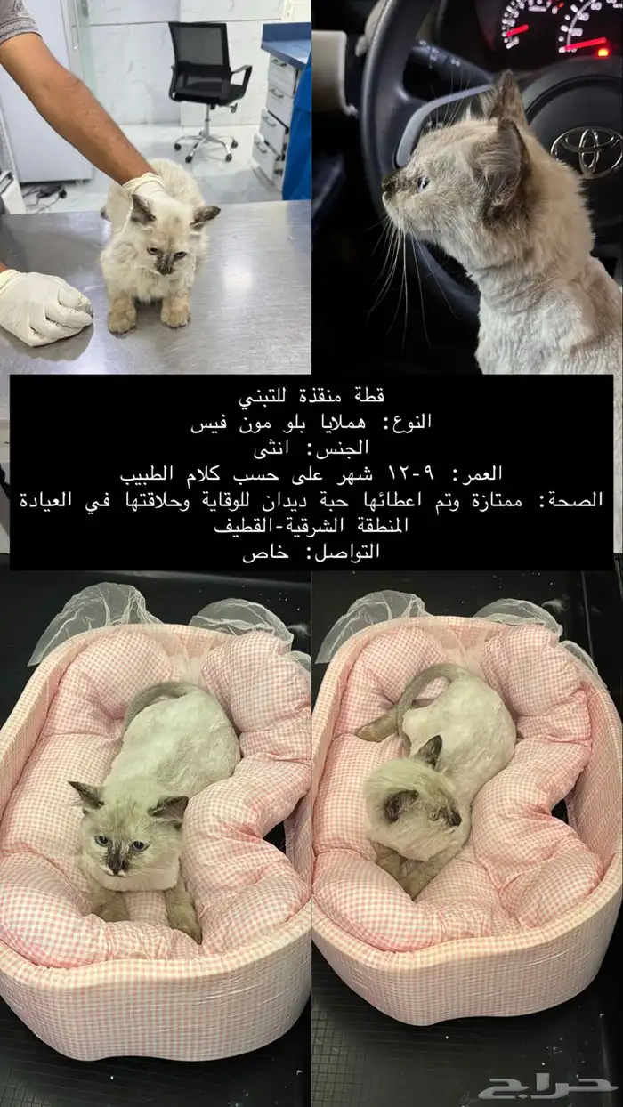 قطة للتبني 0