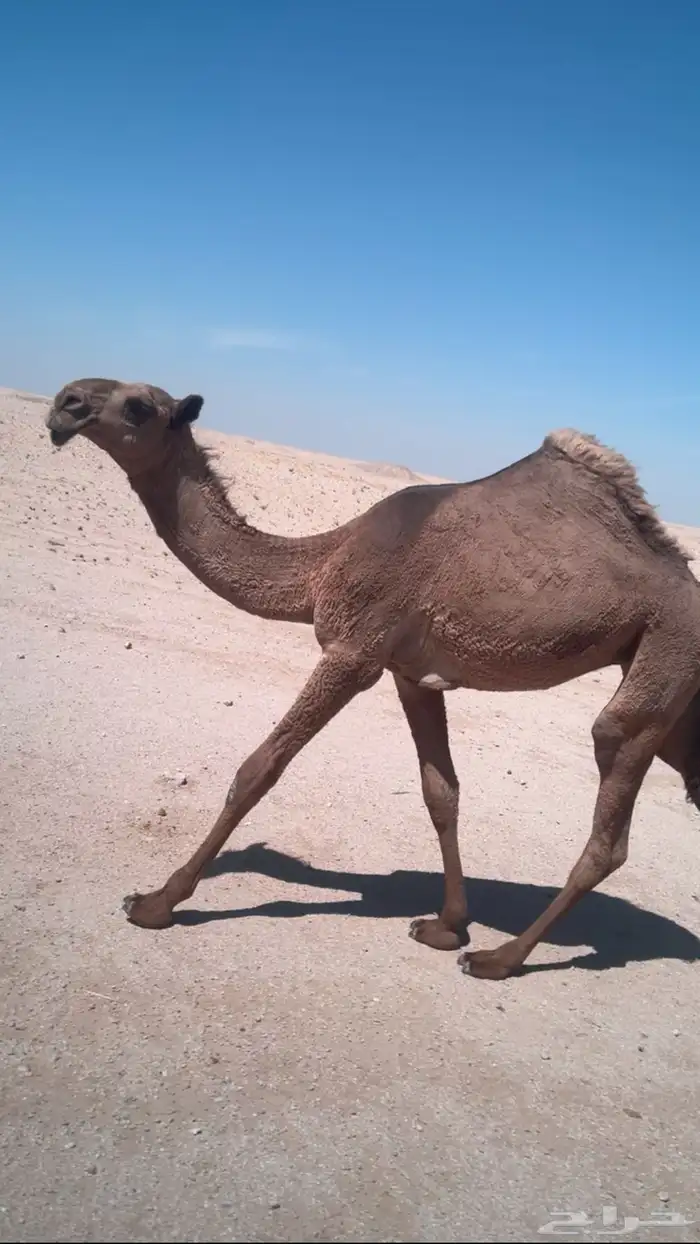 شعلا مفروده 0