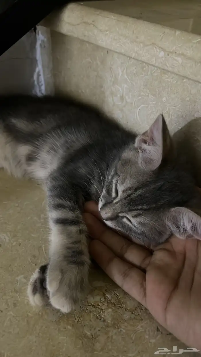 قطوه للبيع على السوم للتواصل واتس اب او مكالمه 1