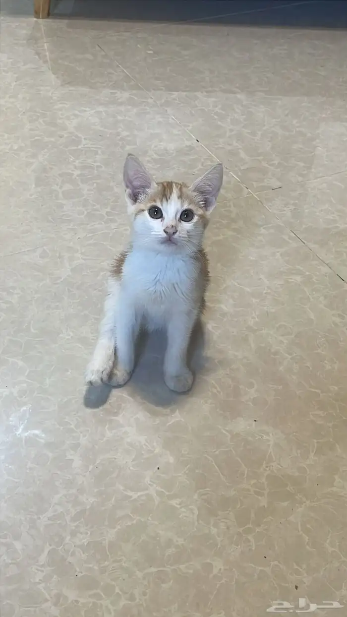 قطه للتبني 0