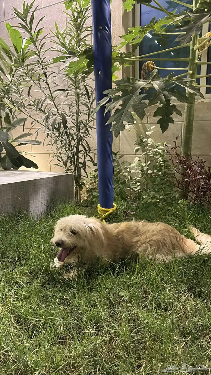 للبيع كلب مالتيز عمره سنه 2