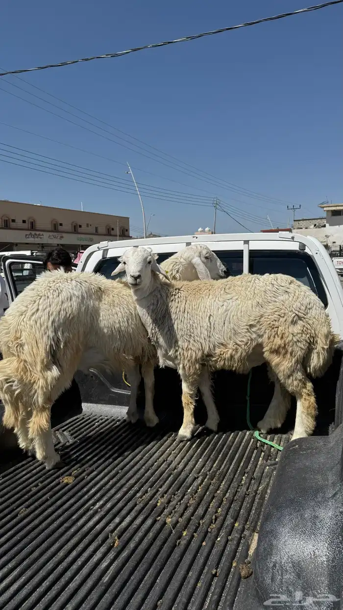 طليان للبيع جذعان 1