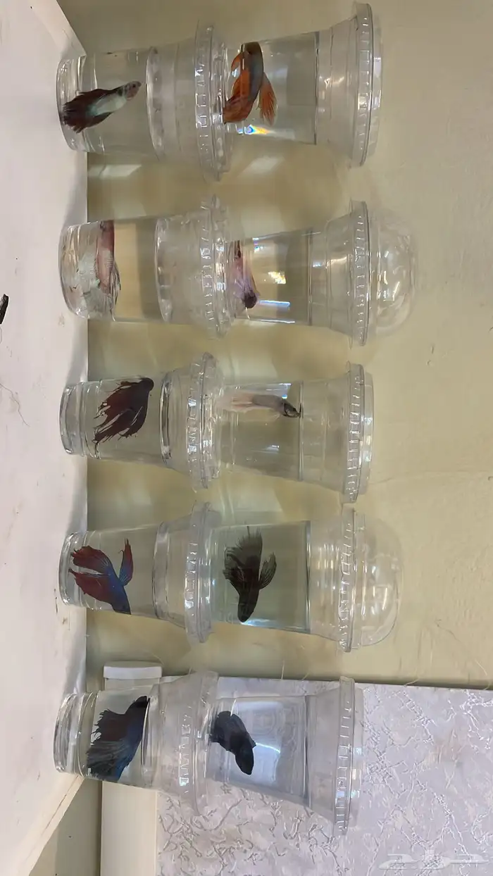 اسماك فايتر 0