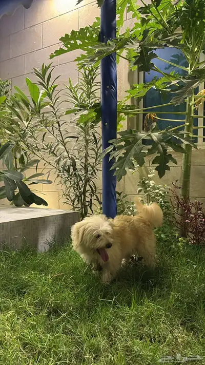 للبيع كلب مالتيز عمره سنه index