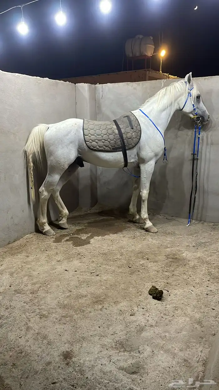 خيل عربي شعبي طرب 3