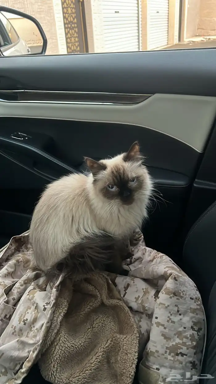 قطه هملايا 0