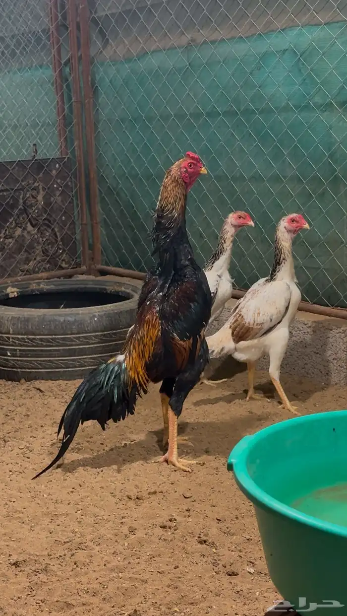 فروخ شامو ياباني فواخر 4