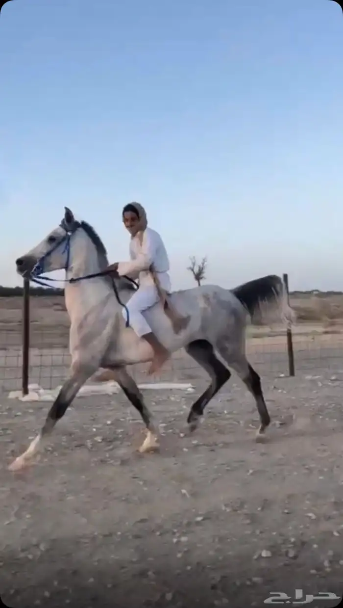 حصان شعبي 6