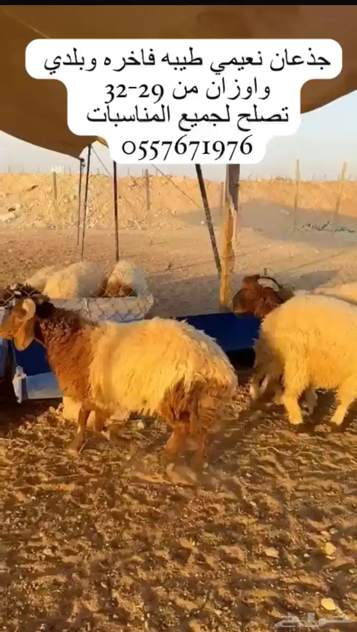 خرفان نعيمي بلدي مربوط تصلح لجميع المناسبات وازان 29-32 تج 0