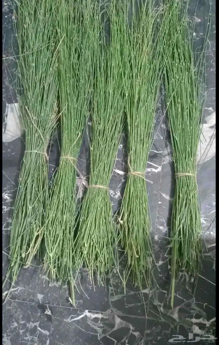 مرخ طازج 1