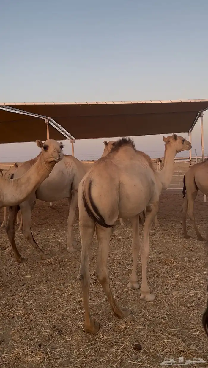 للبيع   حشو مربي جاهز 0