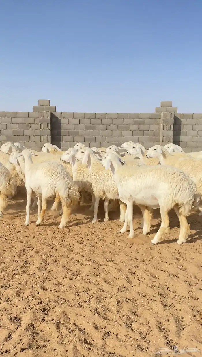 رخال حريات حرش جذعات خوات بعض صنف الصنف 40( تم البيع ) 3