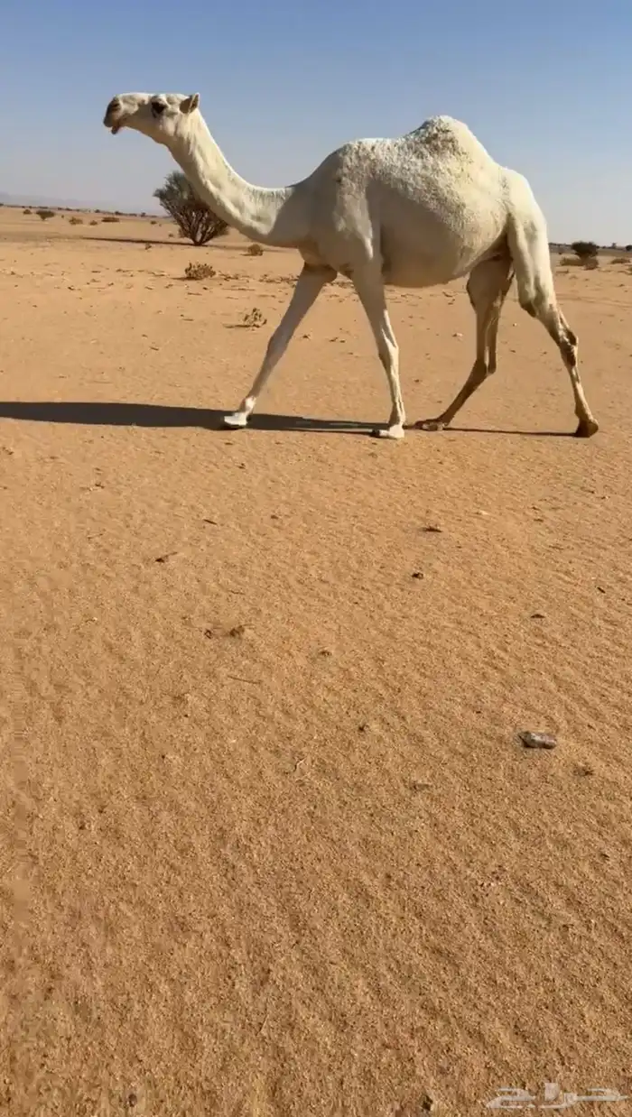 لقحه بكر طيبه 0