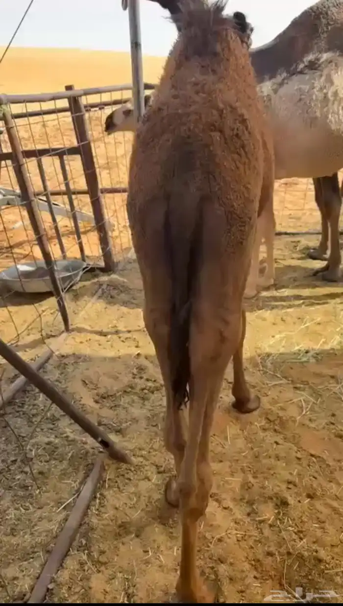 بكره قصب عمرها 7 اشهر 1