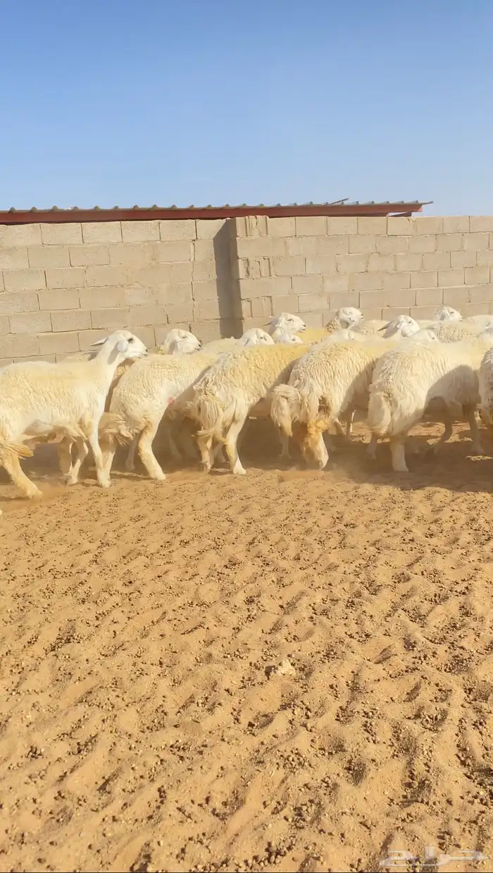 رخال حريات حرش جذعات خوات بعض صنف الصنف 40( تم البيع ) 1