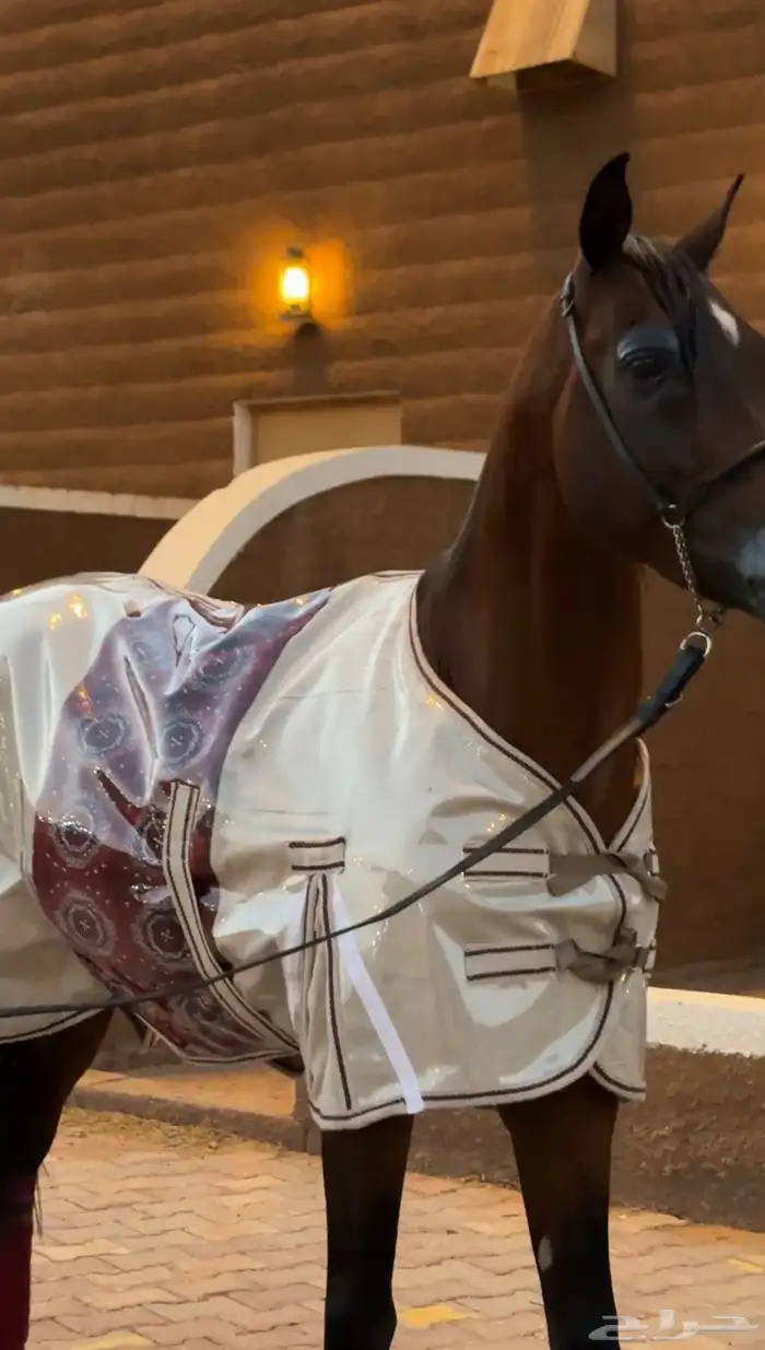جلال شتوي فاخر للخيل 2