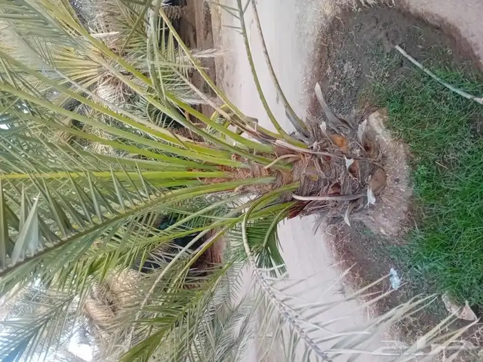 نخل للبيع 1