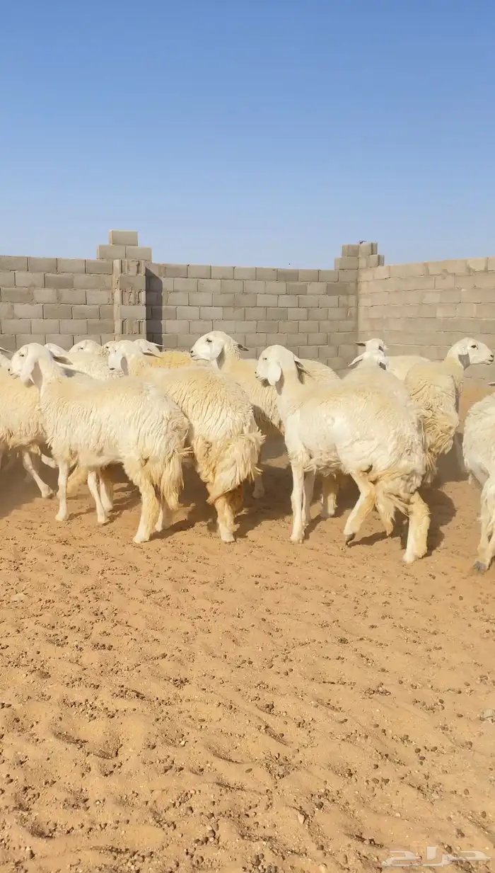 رخال حريات حرش جذعات خوات بعض صنف الصنف 40( تم البيع ) 16