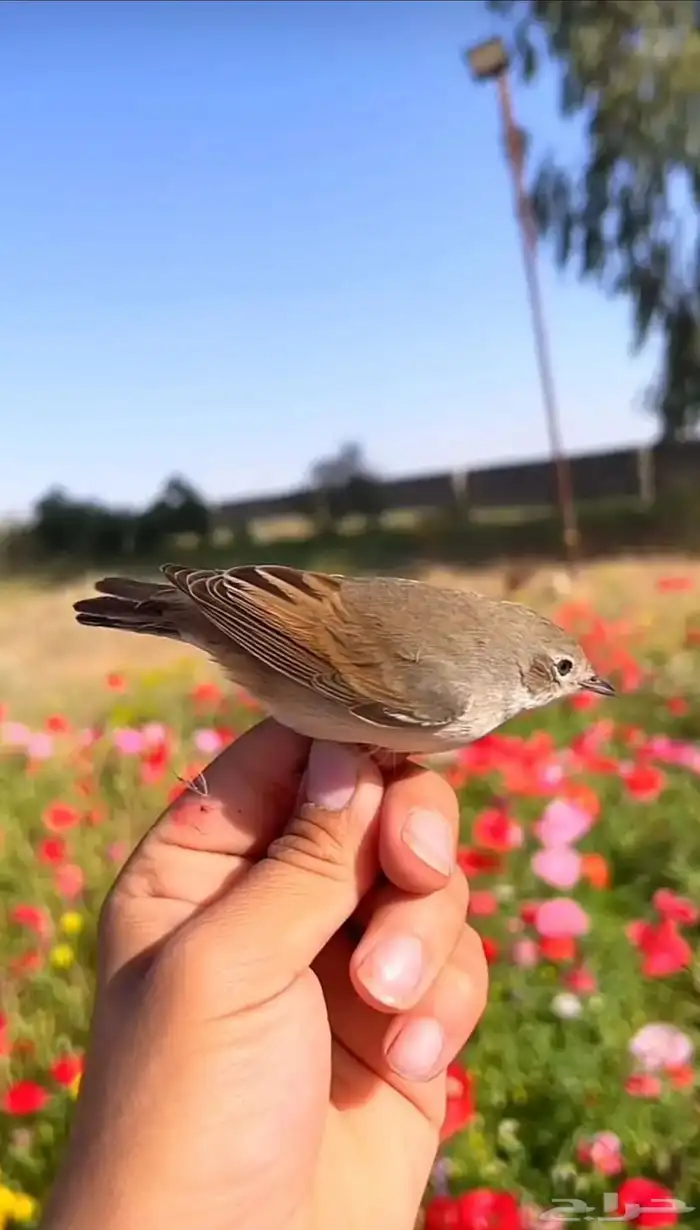 متوفر دخل الطبق فيه 100 حبه الصغير 0