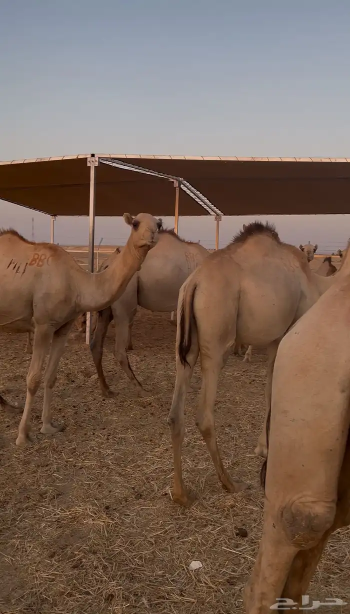 للبيع   حشو مربي جاهز 1