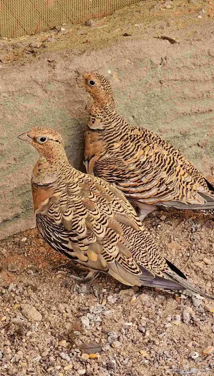 قطا عراقي جوزين ويتوفر حجول وقميري نزل 1