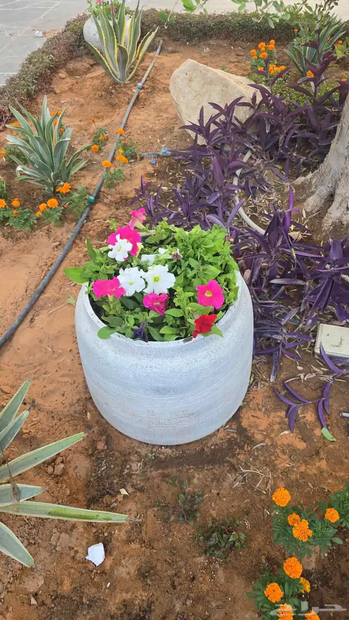 مشتل الرياض 1