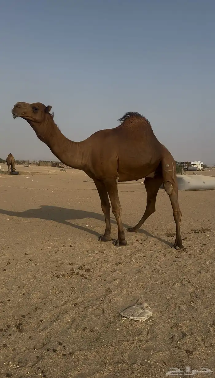 بعير ساحلي حمر 4